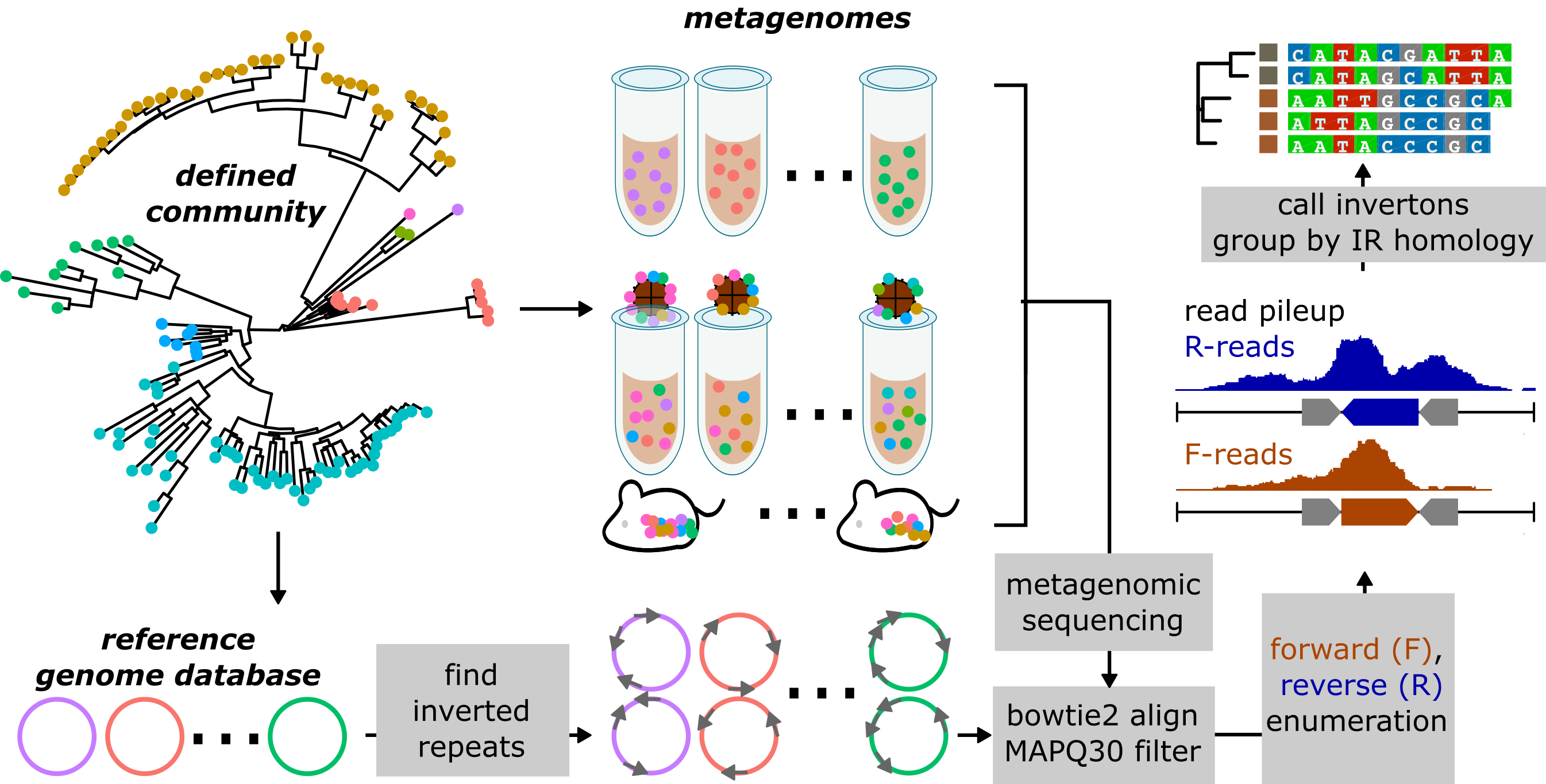 Computational workflow to detect genomic inversions