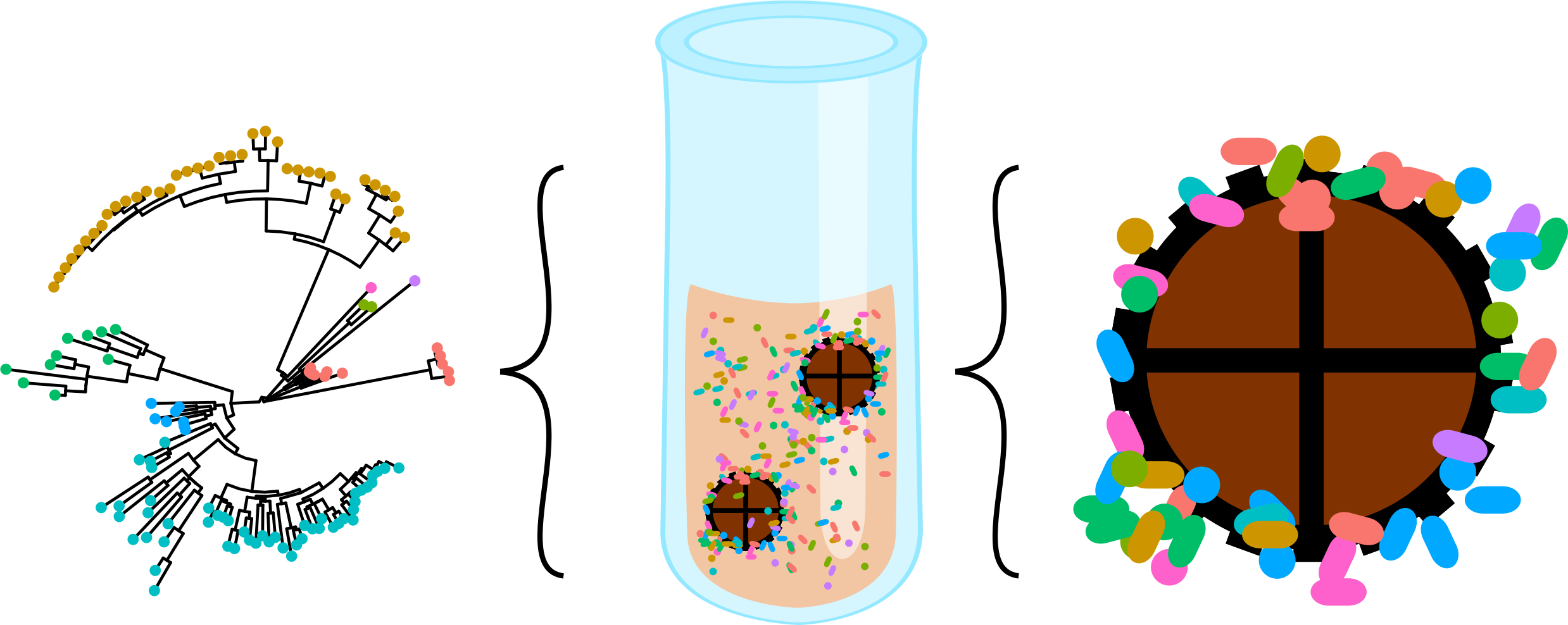 Defined gut microbial community with spatial structure